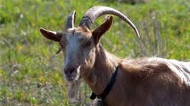 Απίστευτο: Τράγος... εξιχνίασε την κλοπή στην Κρήτη