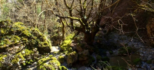 Θρίλερ με ανοικτό φέρετρο που βρέθηκε σε ρέμα-Υπήρχαν κηλίδες αίματος