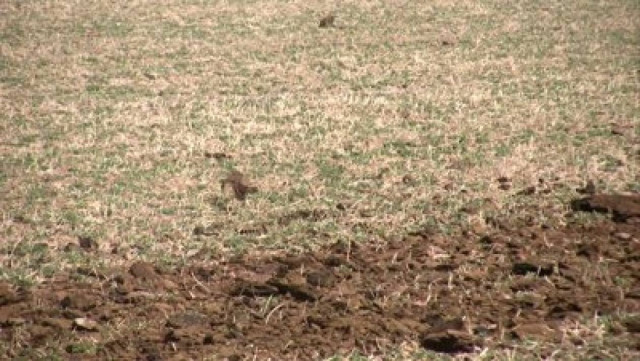 Έπαθαν ΣΟΚ όταν τον βρήκαν γυμνό στο κτήμα τους να κάνει σεξ με...