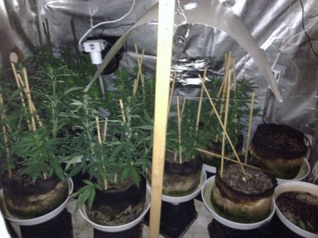 Βριλήσσια: Συνελήφθη 39χρονος που καλλιεργούσε κάνναβη