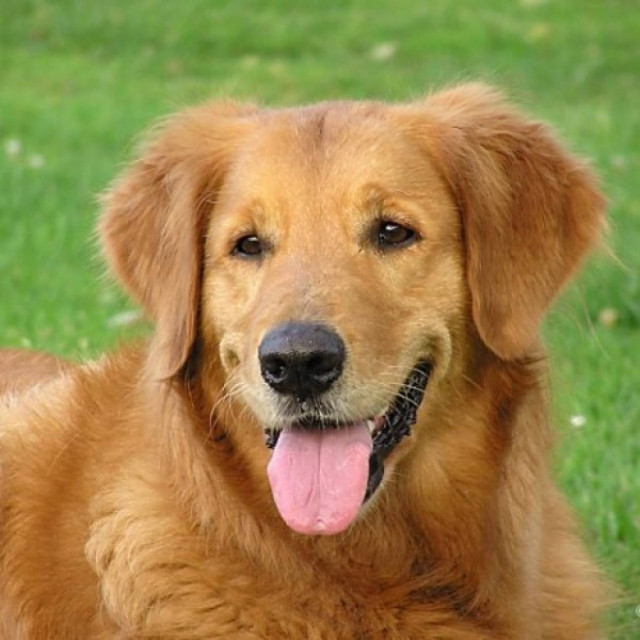 Διροφιλαρίωση Σκύλου: Τι είναι και πώς θεραπεύεται;