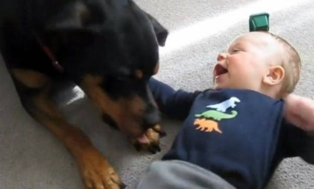Τι κάνει ένα Ροτβάιλερ σε ένα μωρό; Δείτε το βίντεο!