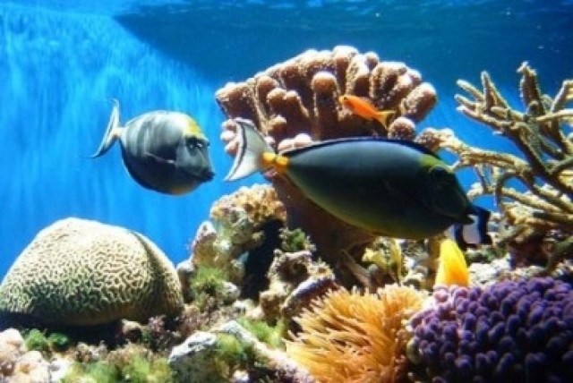 Συνεργασία των μεσογειακών χωρών για την προστασία της θαλάσσιας ζωής