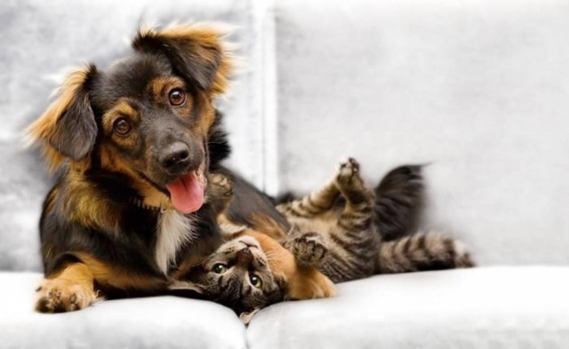 Τι μας διδάσκουν τα ζώα για να γίνουμε καλύτεροι άνθρωποι