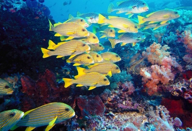 Δείτε την πρώτη υποβρύχια φωτογραφία της ιστορίας!