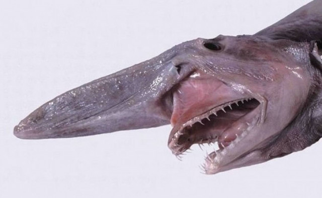 Βίντεο: Τρομακτικό ψάρι αναδύθηκε από βάθος 2.000 μέτρων