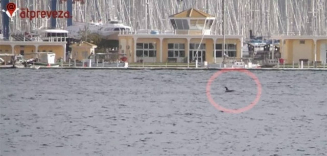 Πρέβεζα: Τα δελφίνια που μάγεψαν μικρούς και μεγάλους