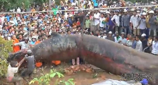 Βίντεο: Σάλος στο διαδίκτυο με το θαλάσσιο... τέρας του Βιετνάμ