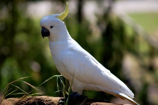 Παπαγάλος τραγουδά και χορεύει (vid)
