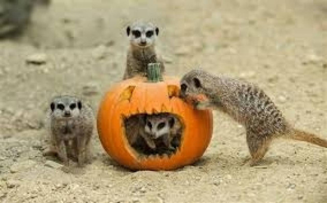 Απίστευτο: Ένας συνταξιούχος δημιούργησε έναν ζωολογικό κήπο με...