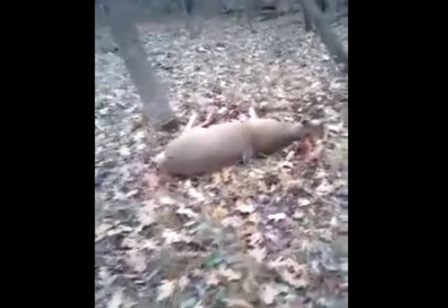 Eλάφι προσποιείται ότι πέθανε για να γλιτώσει από τους κυνηγούς! (vid)