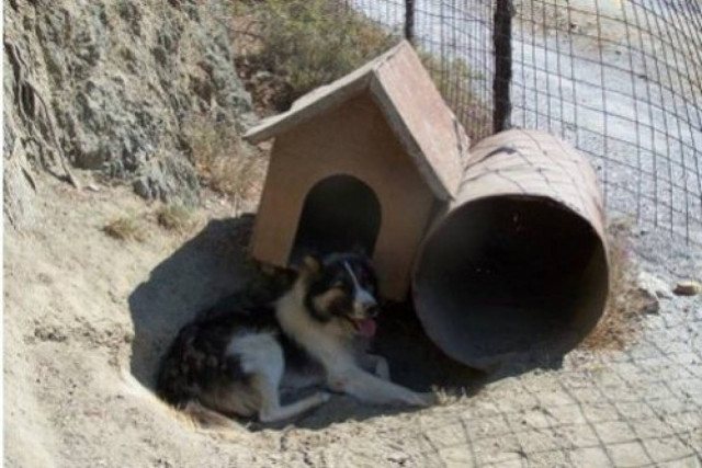 Χειροπέδες σε δύο γιατί παραμελούσαν τα ζώα τους