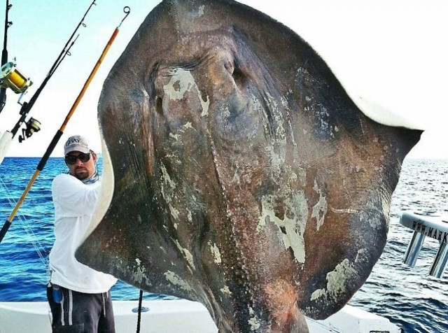 Δείτε: Σπάνιο, τεράστιο θαλάσσιο... τέρας έπιασε ψαράς! (pics)