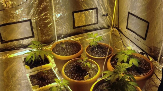 «Επιστήμονας» στην καλλιέργεια του χασίς