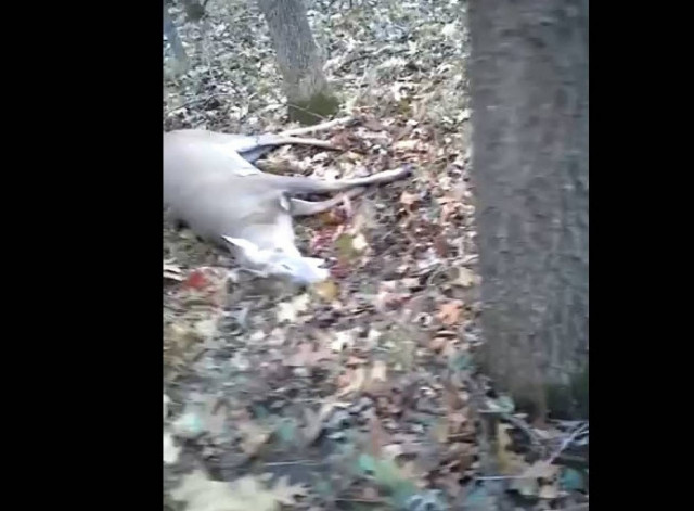 Απίστευτο: Ελάφι κάνει το πεθαμένο και γλυτώνει από τον κυνηγό (vid)