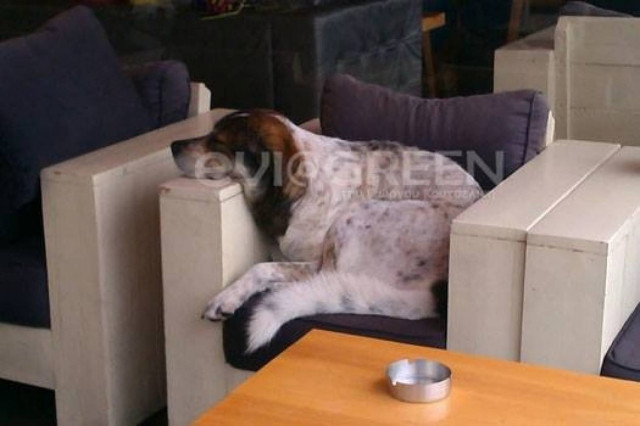 Χαλκίδα: Το αγαπημένο τετράποδο που έγινε αξιοθέατο!