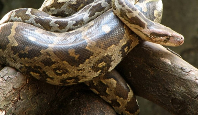 Απίστευτο! Πύθωνας κατάπιε μεθυσμένο Ινδό