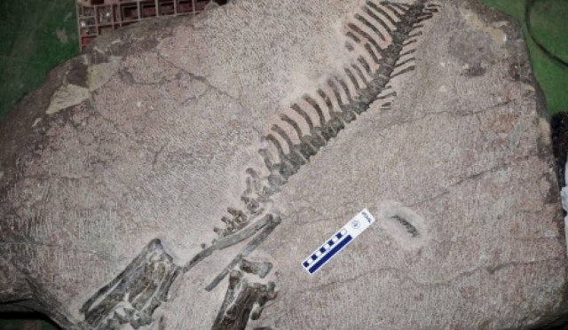 Σκελετός δεινοσαύρου πουλήθηκε σε δημοπρασία