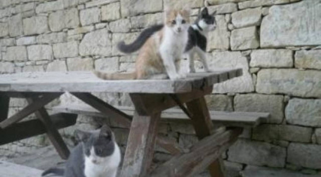 ΣΟΚ! Κρέμασαν νεκρό γάτο στα κάγκελα περίφραξης του ΡΙΚ