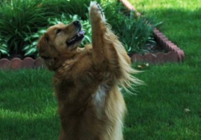 Όταν οι σκύλοι προσεύχονται! (vid)