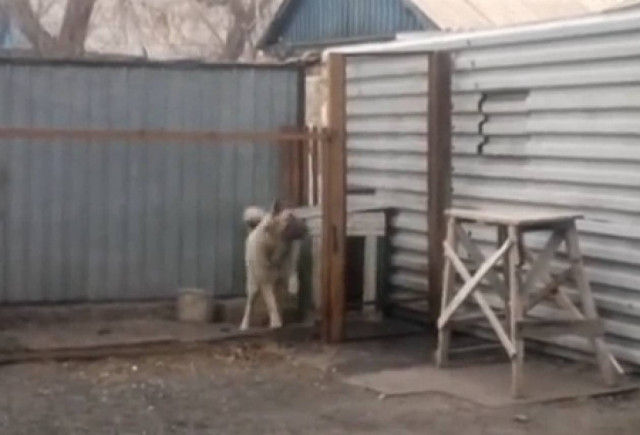 Σκύλος χορεύει σε ρυθμούς 80s (Video)