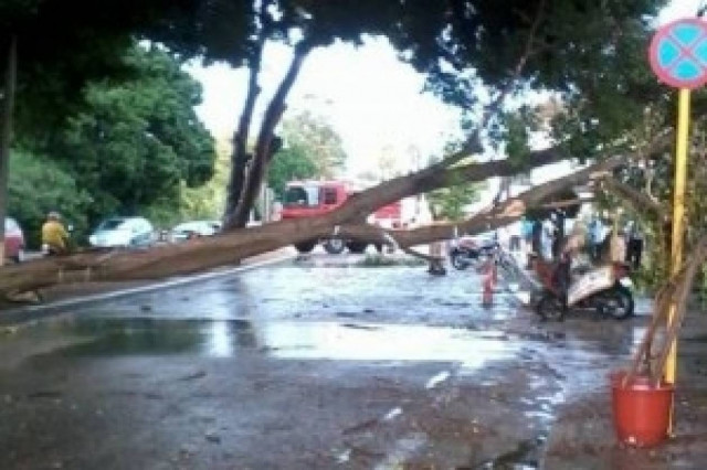 Έπεσαν δέντρα στην εθνική Πατρών - Πύργου