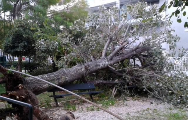 Δέντρο ξεριζώθηκε στα Πετράλωνα