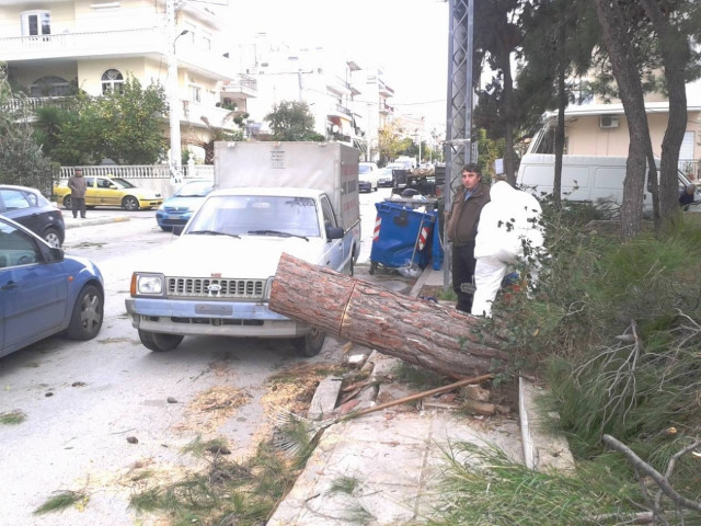 Μενίδι: Δένδρο καταπλάκωσε αυτοκίνητα (pics+vid)