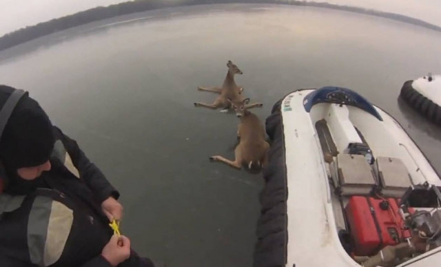 Επιχείρηση διάσωσης τριών ελαφιών με... χόβερκραφτ! (βίντεο)