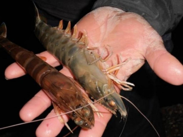 Απίστευτο: «Έβρεξε» γαρίδες στην Αμφιλοχία (vid)