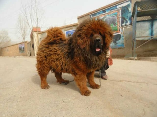 Θιβετιανό Μαστίφ επιτίθεται σε ανυποψίαστη γυναίκα (βίντεο)