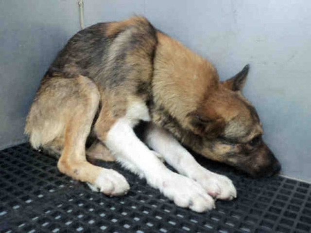 Η δύναμη της αγάπης που μεταμόρφωσε αυτό το σκυλάκι!