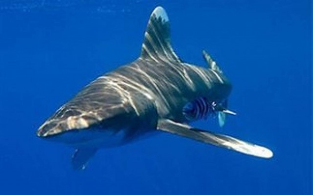 Αν είναι δυνατόν: Τον δάγκωσε καρχαρίας και... δεν το κατάλαβε!