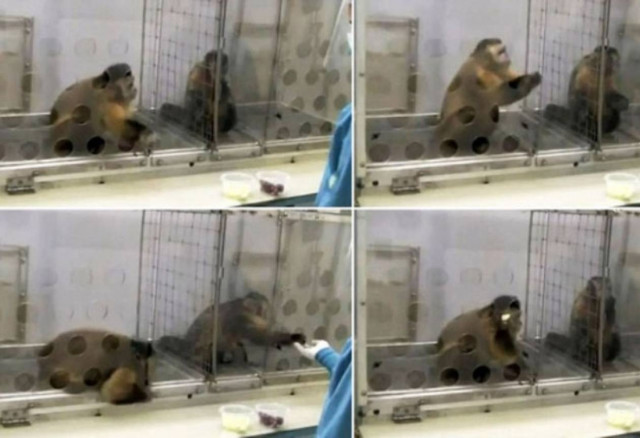 Όταν οι μαϊμούδες ... δεν αντέχουν την αδικία! (vid)