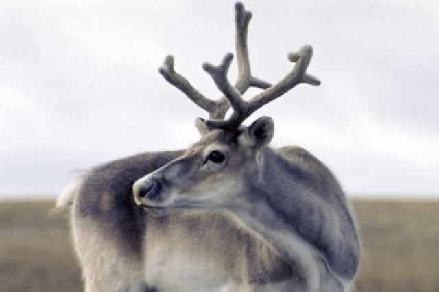 Ο Άγιος Βασίλης έμεινε χωρίς τάρανδο!