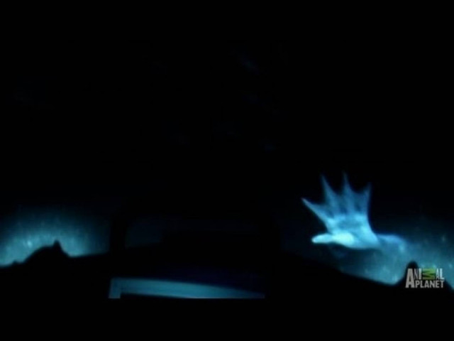 Βίντεο που προκαλεί σάλο: Κάμερα κατέγραψε... γοργόνα!