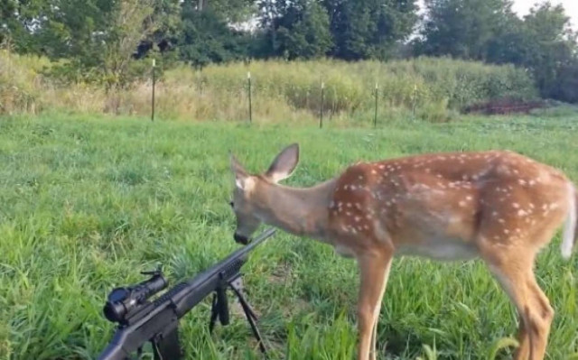 Ένα ελάφι που δεν φοβάται τα όπλα... (βίντεο)