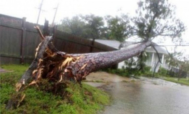 Κρήτη: Ξεριζωμένα δέντρα από τους δυνατούς ανέμους
