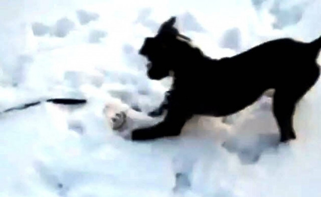 Σκυλάκια απολαμβάνουν το χιόνι (βίντεο)