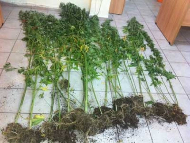 Σύλληψη 49χρονου για καλλιέργεια δενδρυλλίων κάνναβης στην Άρτα