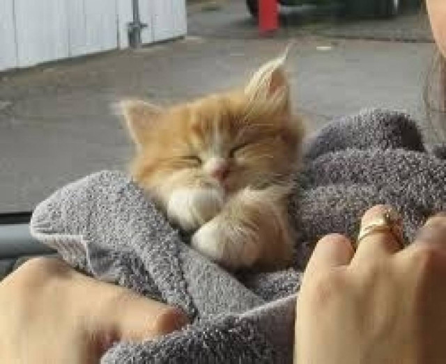 Αξιολάτρευτη γάτα κοιμάται κατόπιν.. διαταγής! (vid)