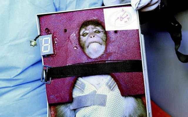 Δεύτερος πίθηκος στο διάστημα από την Τεχεράνη