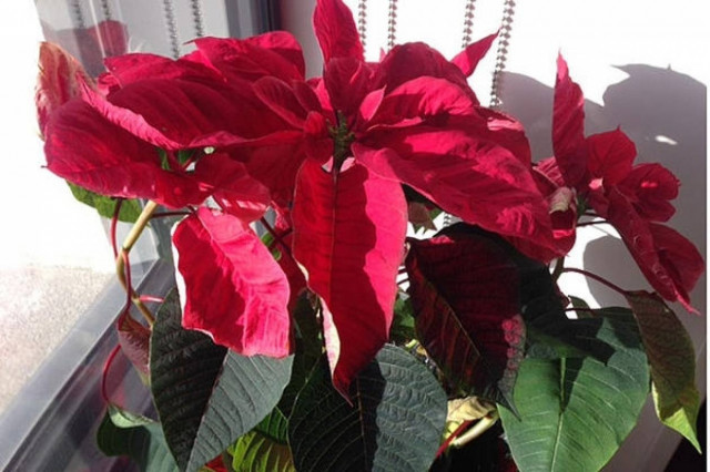 Η ιταλική μαφία ασχολείται και με χριστουγεννιάτικα φυτά!