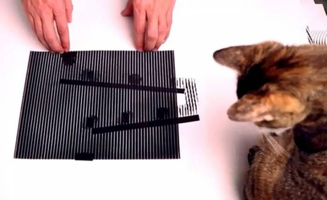 Οφθαλμαπάτες που ξεγελούν ακόμη και... γάτες!