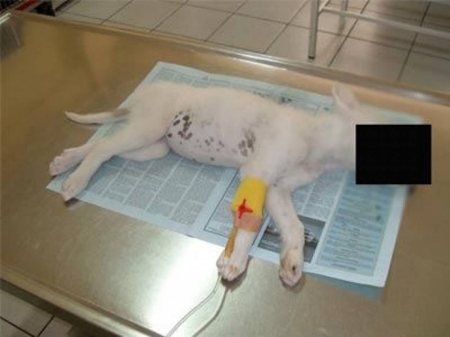 Φρίκη! Πέταξε κουτάβι από το μπαλκόνι