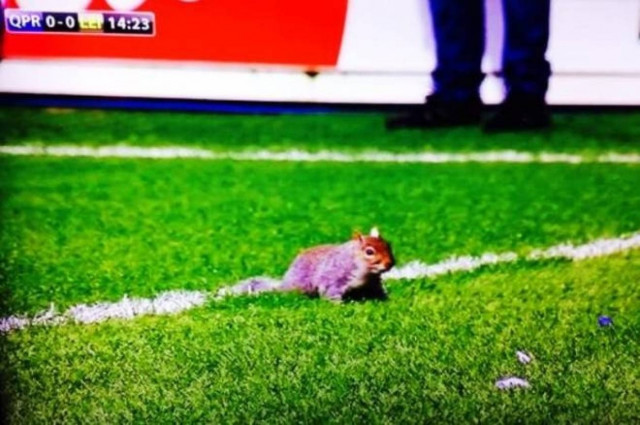 Απίστευτο :Σκίουρος διέκοψε παιχνίδι στην Αγγλία (video)