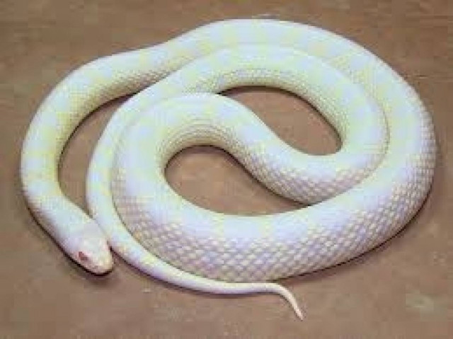 Σοκ! Φίδι αλμπίνος σε εθνικό δρόμο!