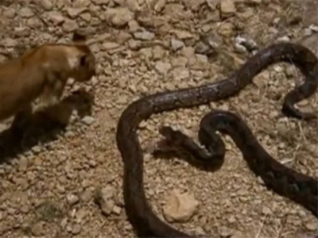 ΑΠΙΣΤΕΥΤΟ ΒΙΝΤΕΟ: Τεράστιο φίδι επιτίθεται σε λιοντάρι!