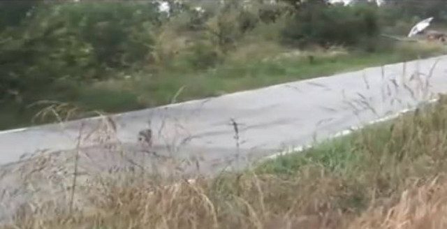 Απίθανο βίντεο: Ο ραλίστας...λαγός!