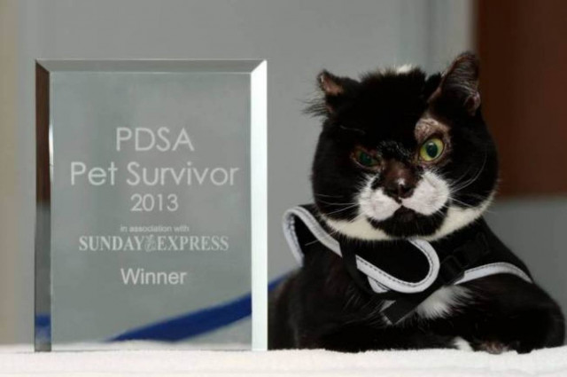 Γάτα κερδίζει το βραβείο του επιζώντος της χρονιάς!